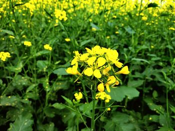 Close-up of yellow flowering plant on field