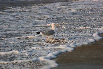 Seagull perching on a beach