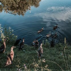 High angle view of ducks in lake