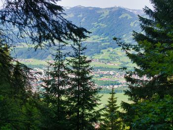 Scenic view of pine trees in forest