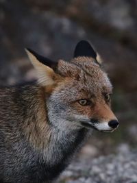 Close-up of a cat looking away