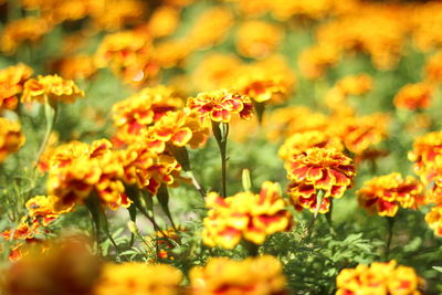 Close-up of yellow flowering plants