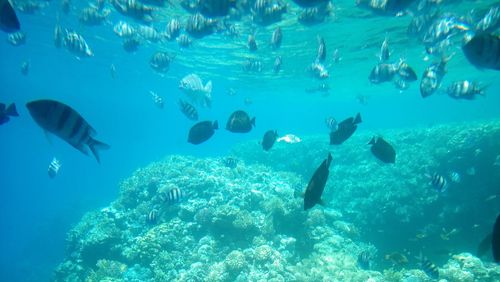 Fishes swimming in fish tank