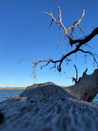 Close-up of driftwood on beach against clear blue sky