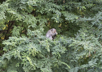 Monkey in a tree