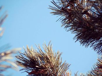 Low angle view of trees against clear sky