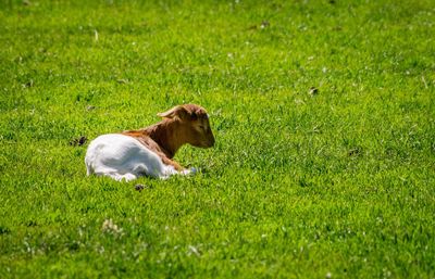 Dog on grassy field