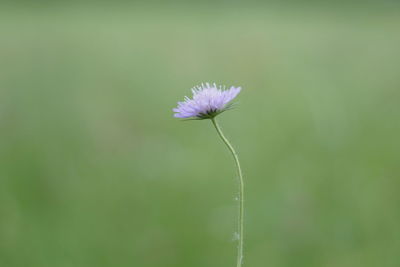 Close-up of purple flowering plant