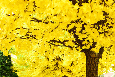 Close-up of yellow flowers on tree