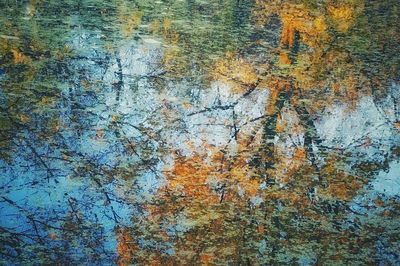 Full frame shot of trees