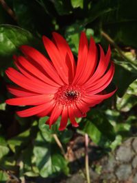 Close-up of red flower blooming outdoors