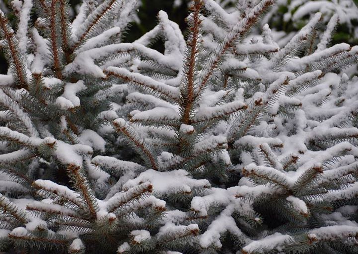 SNOW COVERED PINE TREES