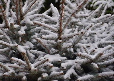 Close-up of snow covered pine tree