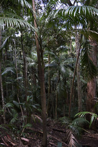 Trees in forest