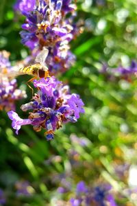 Close-up of bee on purple flower