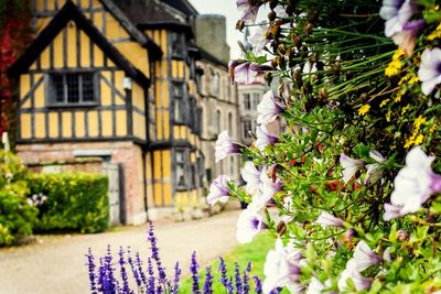 Close-up of purple flowering plant against building