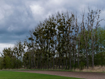 Trees against sky