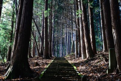 View of trees in forest