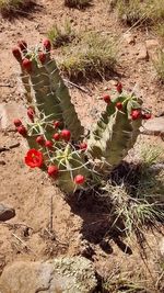 High angle view of red cactus growing on field