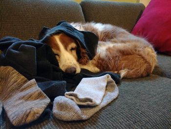 Close-up of dog relaxing on sofa