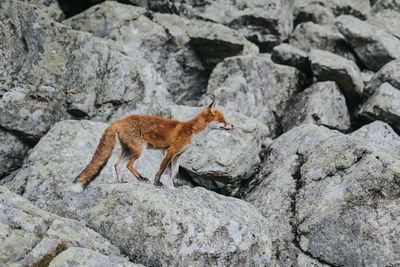 Fox looking away while standing on rock