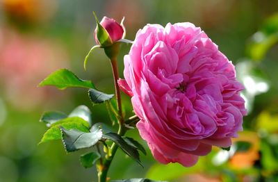 Close-up of pink rose