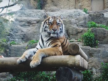 Tiger in a zoo