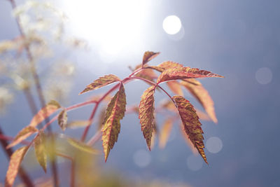 Close-up of leaves on plant during autumn