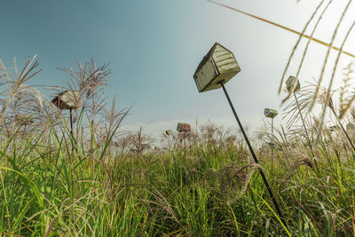 Close-up of plants growing on field against sky