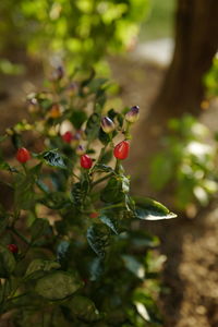 Close-up of plant