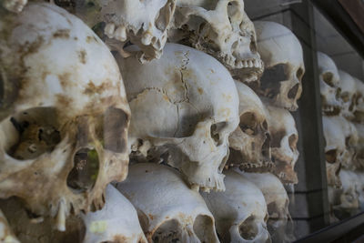 Full frame shot of human skulls on shelf