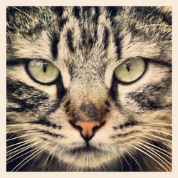 Close-up portrait of cat