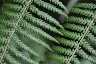 Detail shot of green leaves