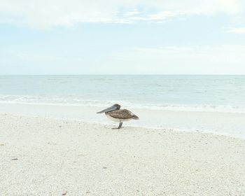 Bird perching on beach against sky