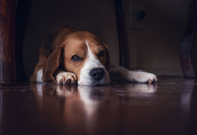 Portrait of dog relaxing on floor at home