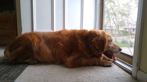 Dog waiting by the door