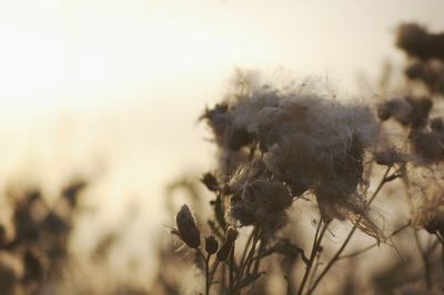 Close-up of flowers growing on field against sky