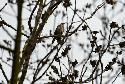 Low angle view of bird perching on branch