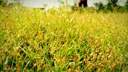 Plants growing on grassy field