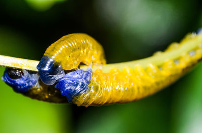 Close-up of wet yellow flower