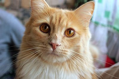 Close-up portrait of cat