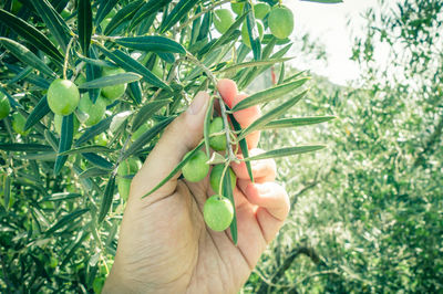 Close-up of man mangoes growing on tree