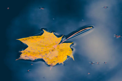 Close-up of yellow leaf over water