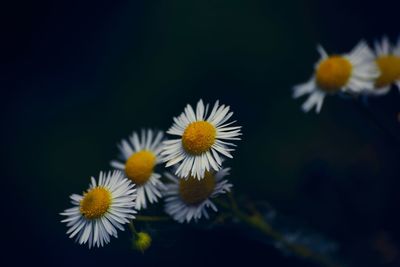 Close-up of daisy flowers against black background