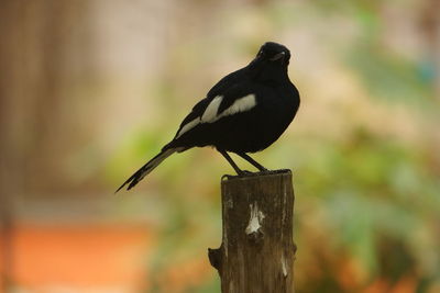 Close-up of bird perching on wooden post