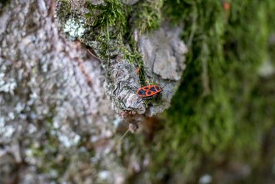 Close-up of butterfly on rock