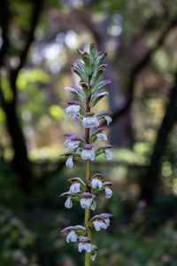 Close-up of flowering plant