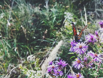 Close-up of insect on purple flowers