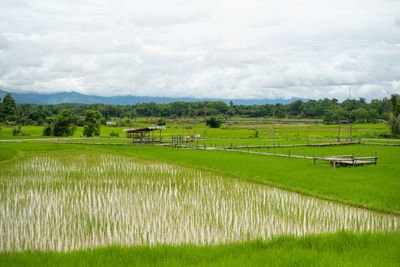 Scenic view of agricultural field against sky