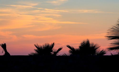 Silhouette palm trees against sky during sunset